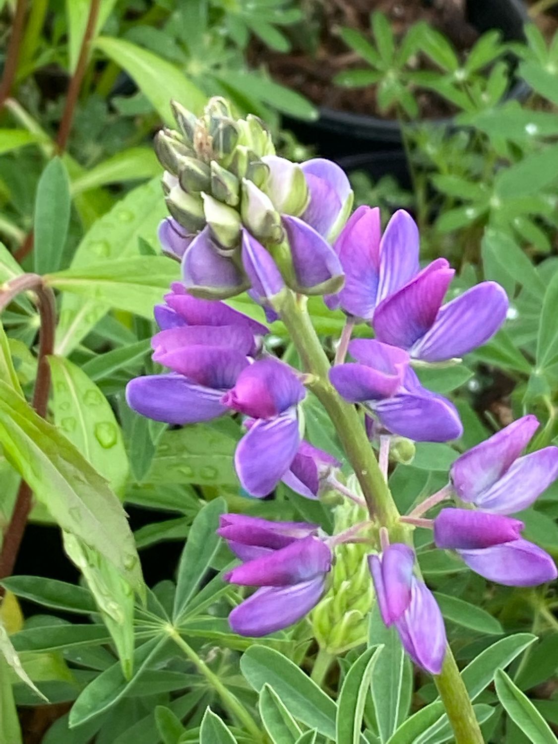 Lupinus rivularis - Streambank Lupine