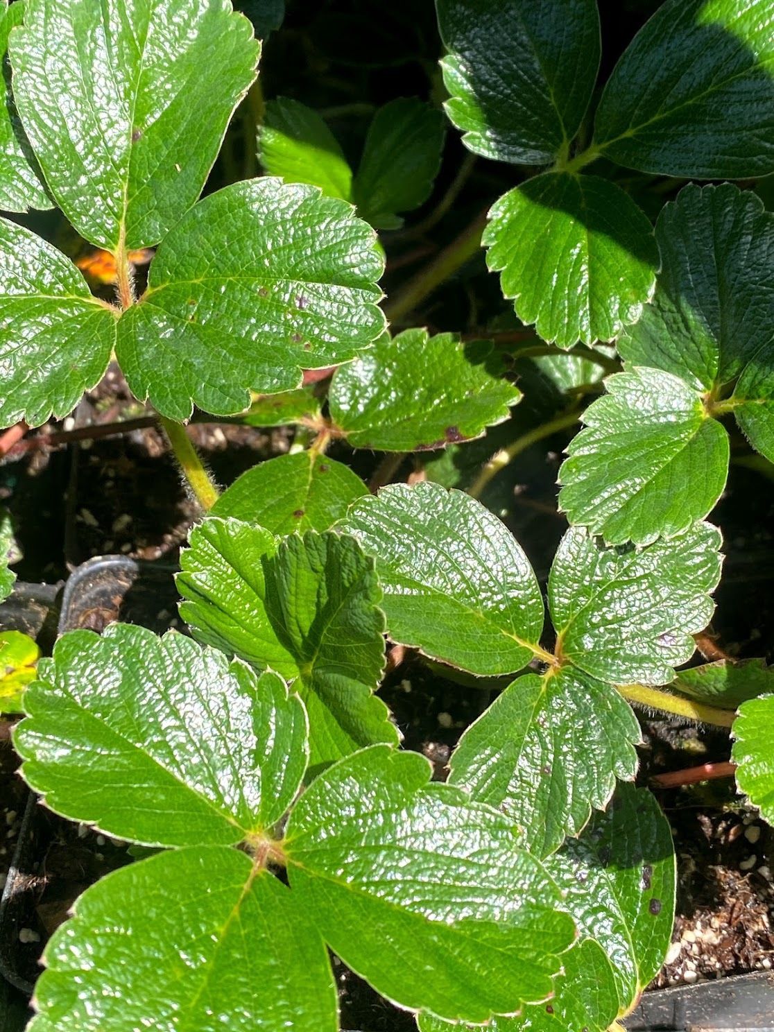 Fragaria chiloensis - Beach Strawberry