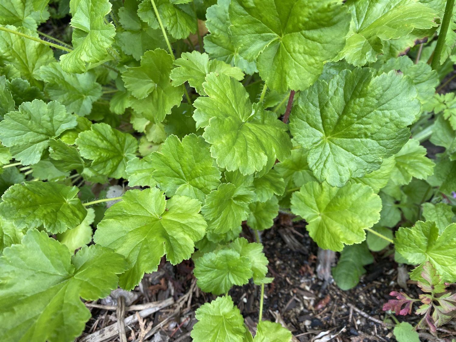 Heuchera cylindrica - Roundleaf Alumroot