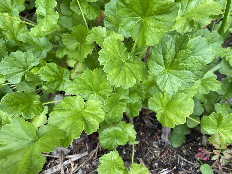 Heuchera cylindrica - Roundleaf Alumroot