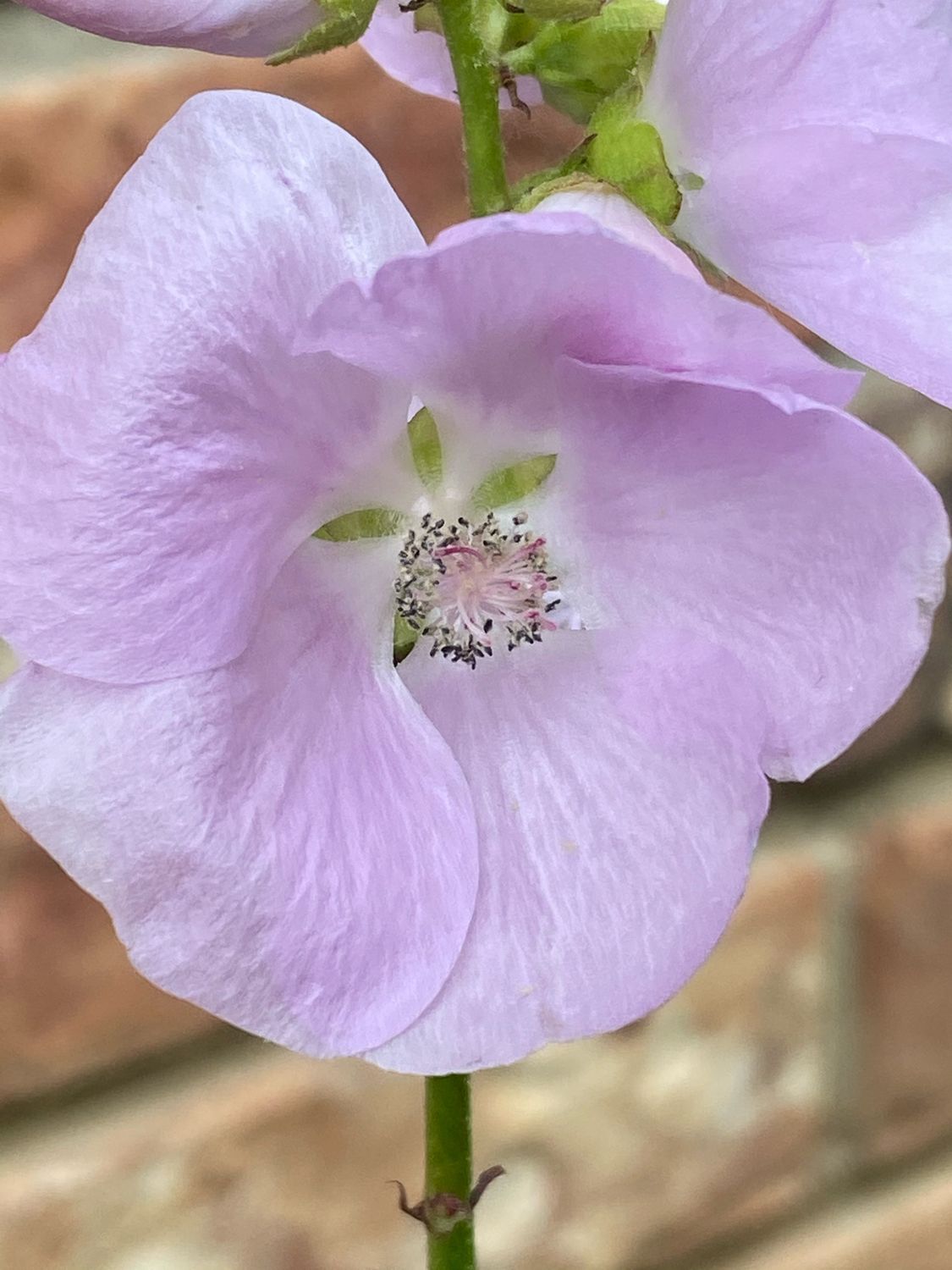 Iliamna rivularis - Streambank Globemallow, Wild Hollyhock