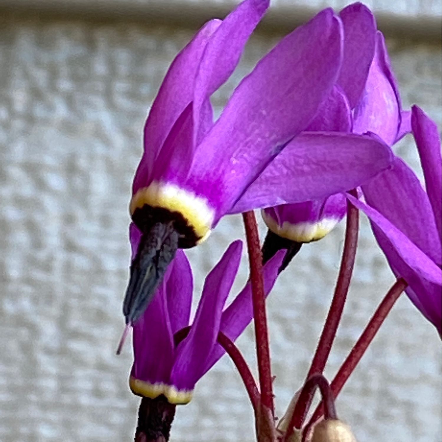 Primula (Dodecatheon) hendersonii - Broad-Leaved Shooting Star, Henderson&#39;s Shooting Star