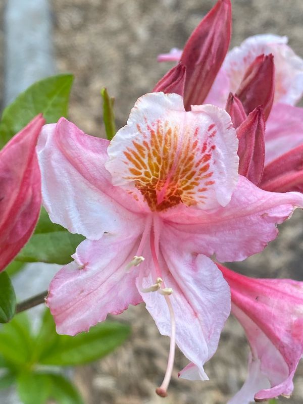 Rhododendron occidentale - Western Azalea