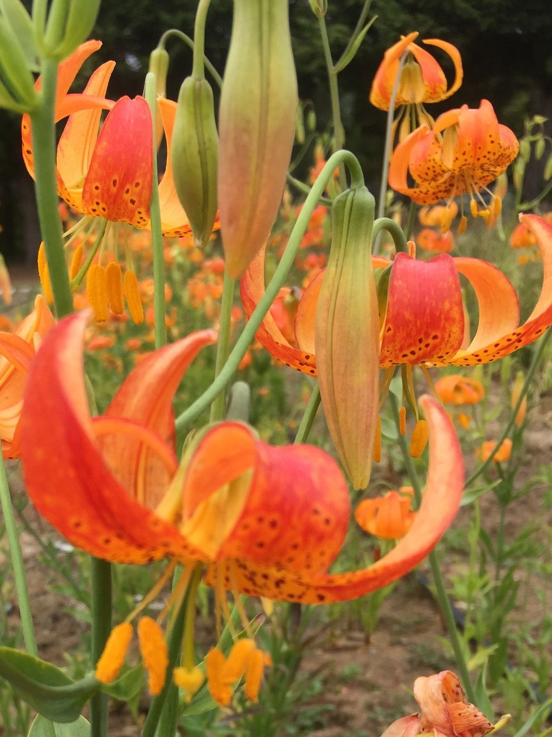 Lilium pardalinum - Leopard Lily