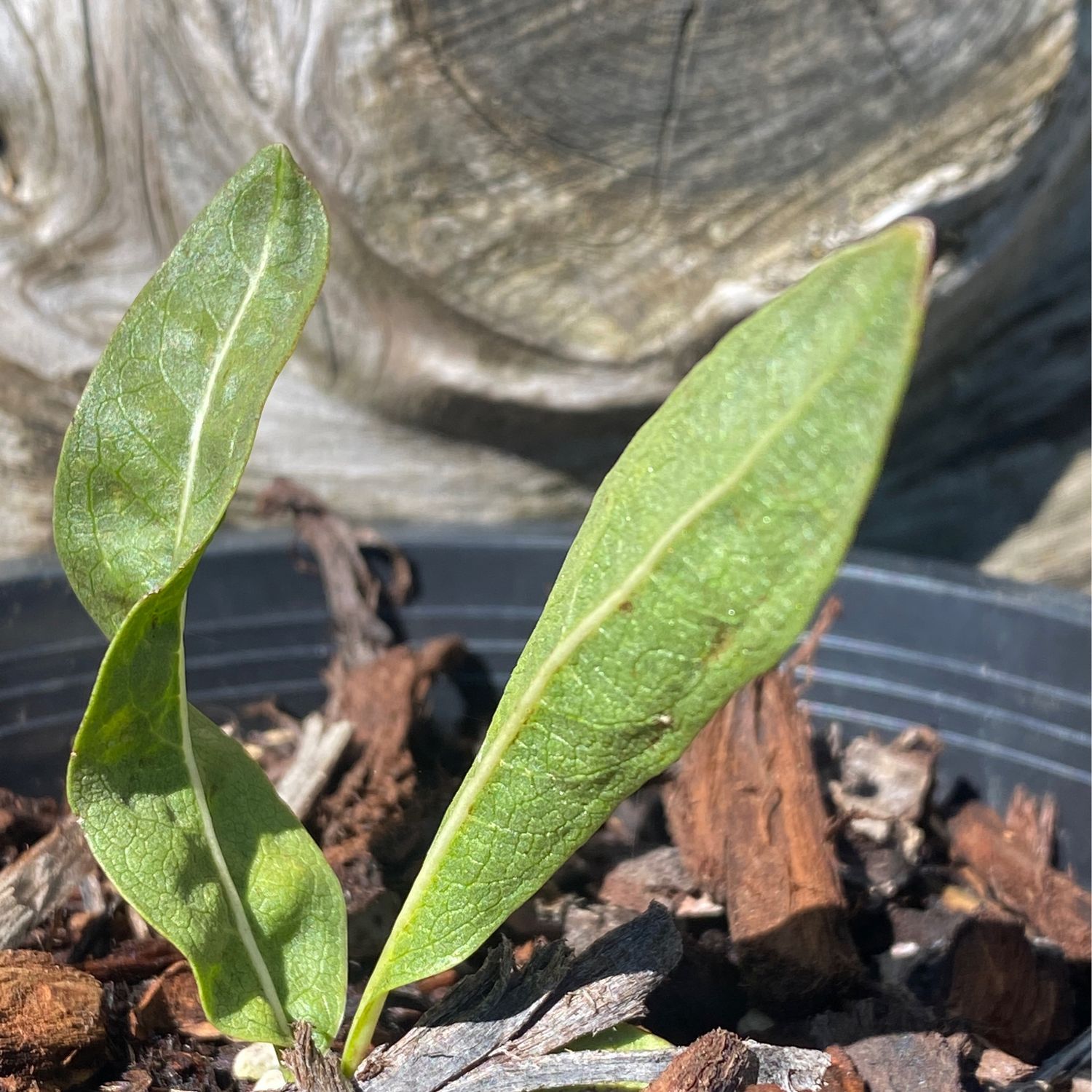 Wyethia amplexicaulis - Northern Mule's Ears, Smooth Dwarf Sunflower