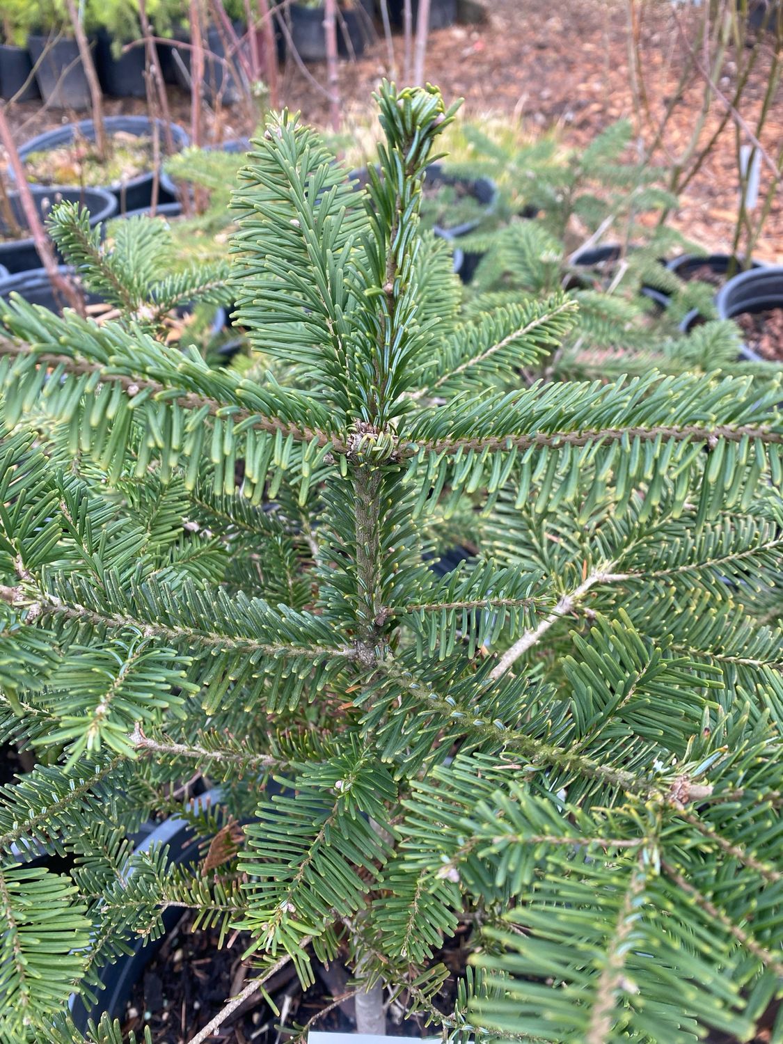 Abies amabilis - Pacific Silver Fir