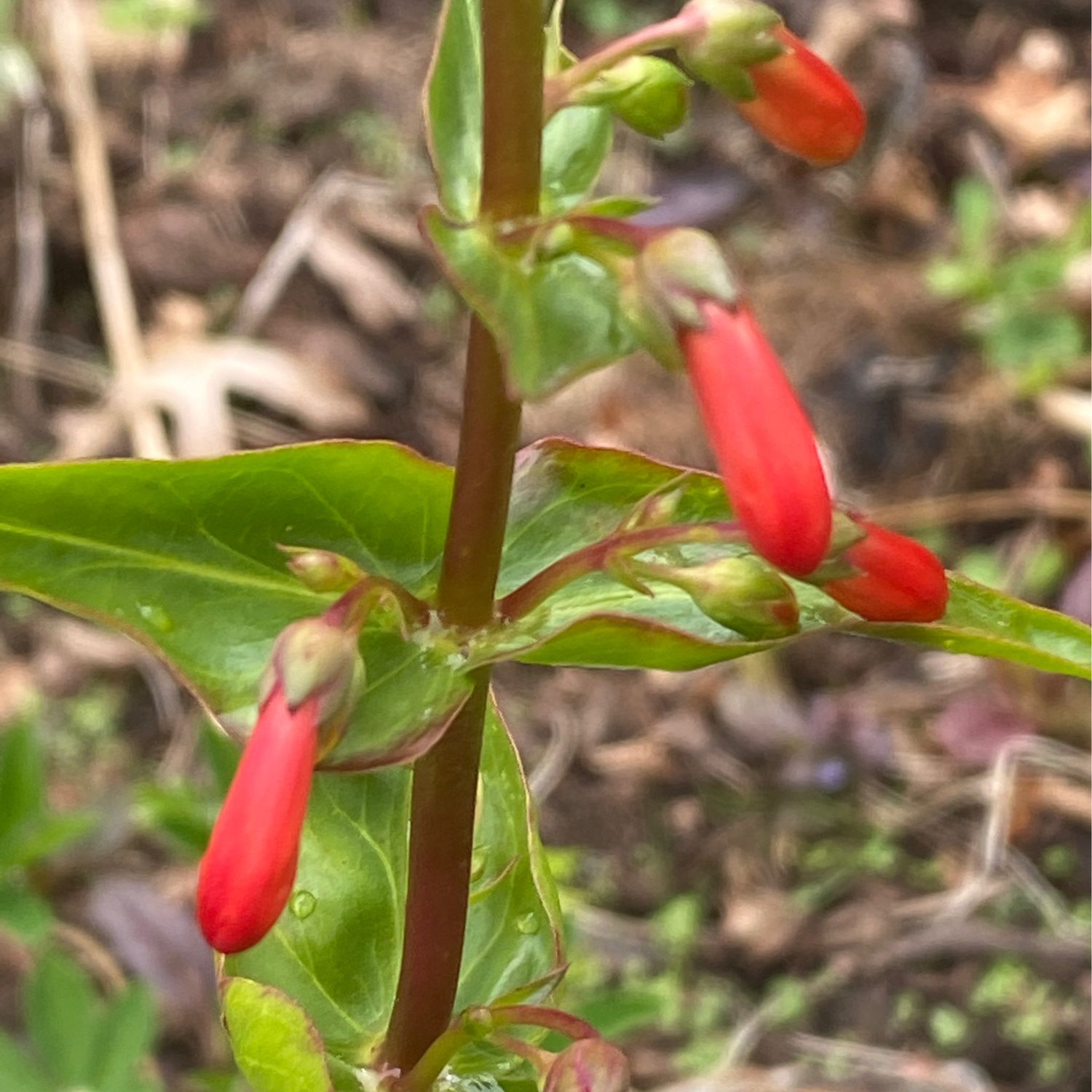 Penstemon eatonii - Firecracker Penstemon