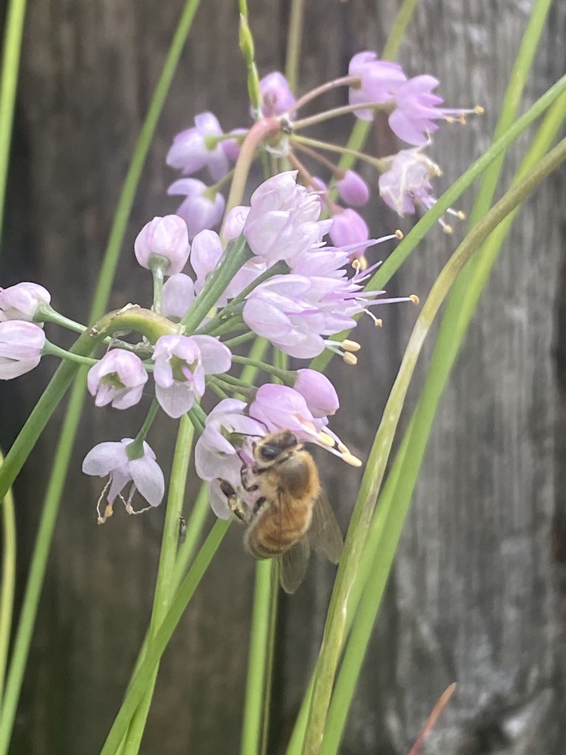 Allium cernuum - Nodding Onion