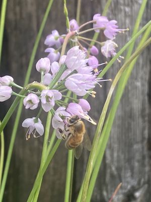 Allium cernuum - Nodding Onion