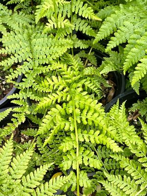 Athyrium filix-femina - Lady Fern