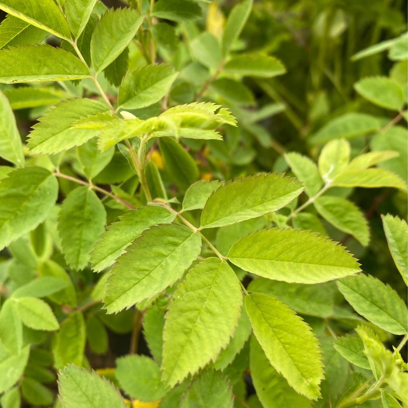 Rosa woodsii - Wood's Rose