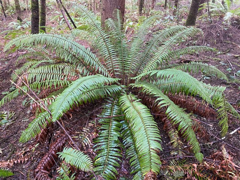 Polystichum munitum - Sword Fern