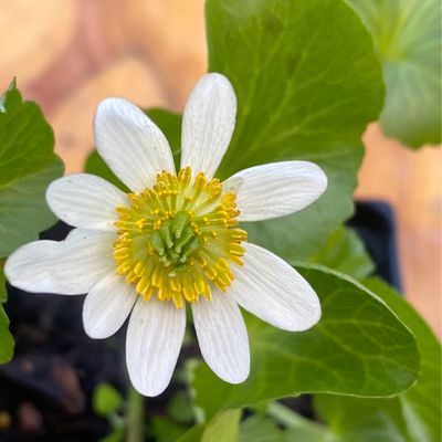 Caltha leptosepala - White Marsh Marigold or Elkslip