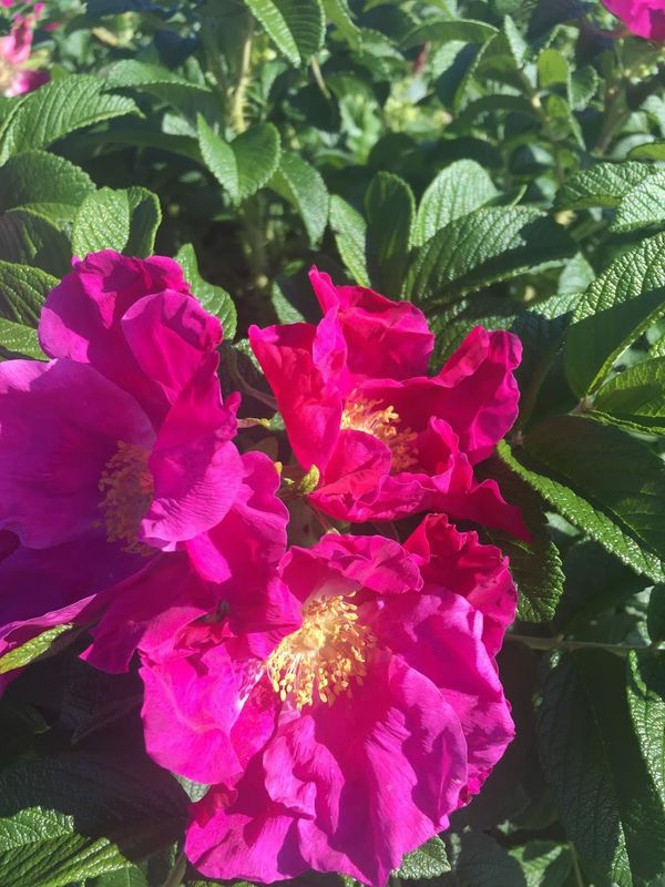 Rosa rugosa - Rugosa Rose