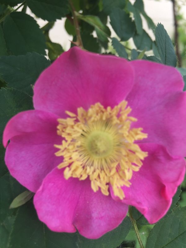 Rosa rugosa 'Pavement Series'