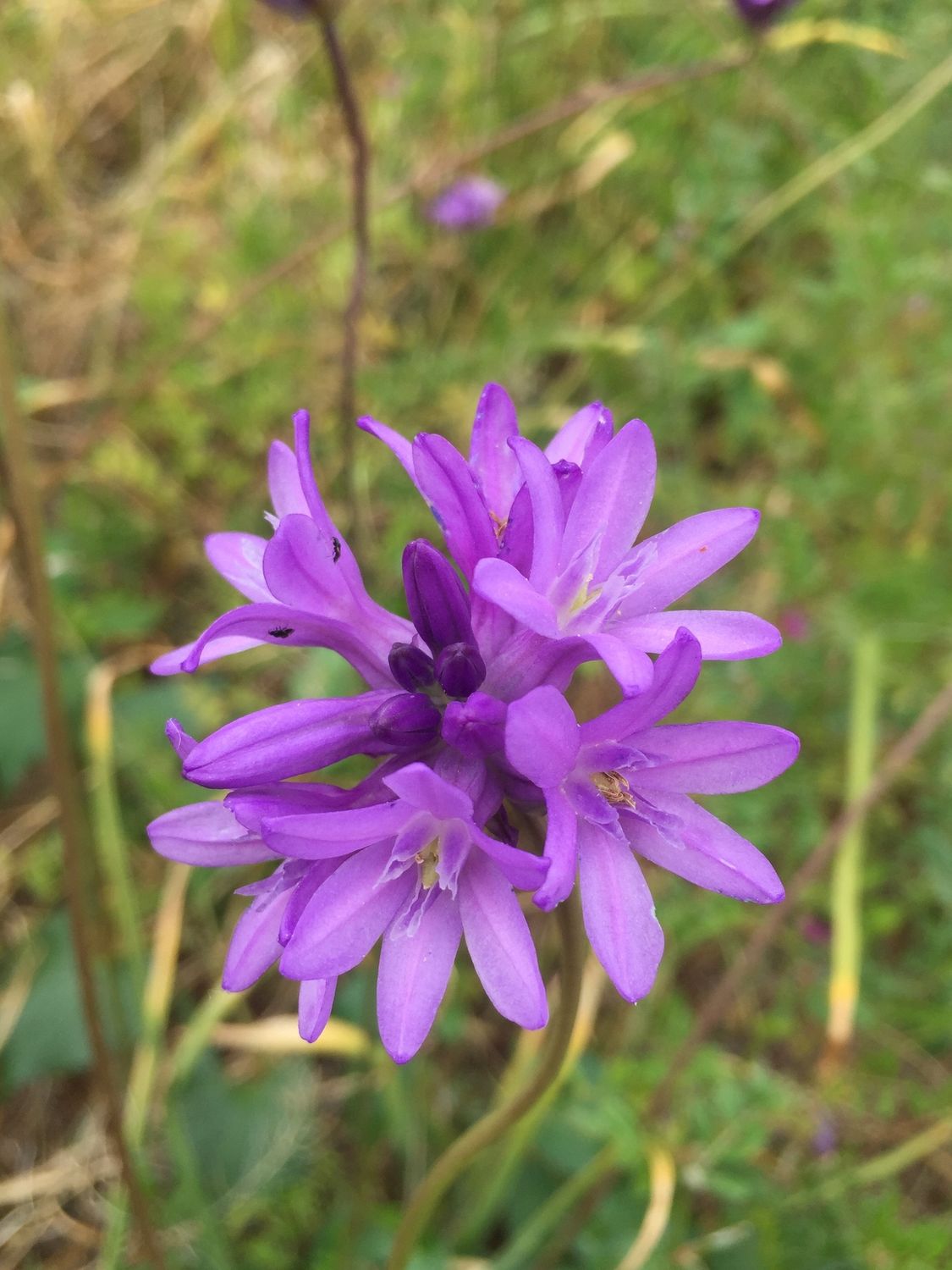 Dichelostemma congestum - Ookow