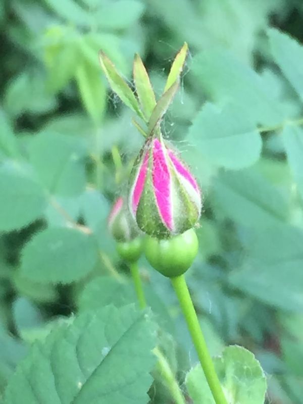 Rosa nutkana - Nootka Rose