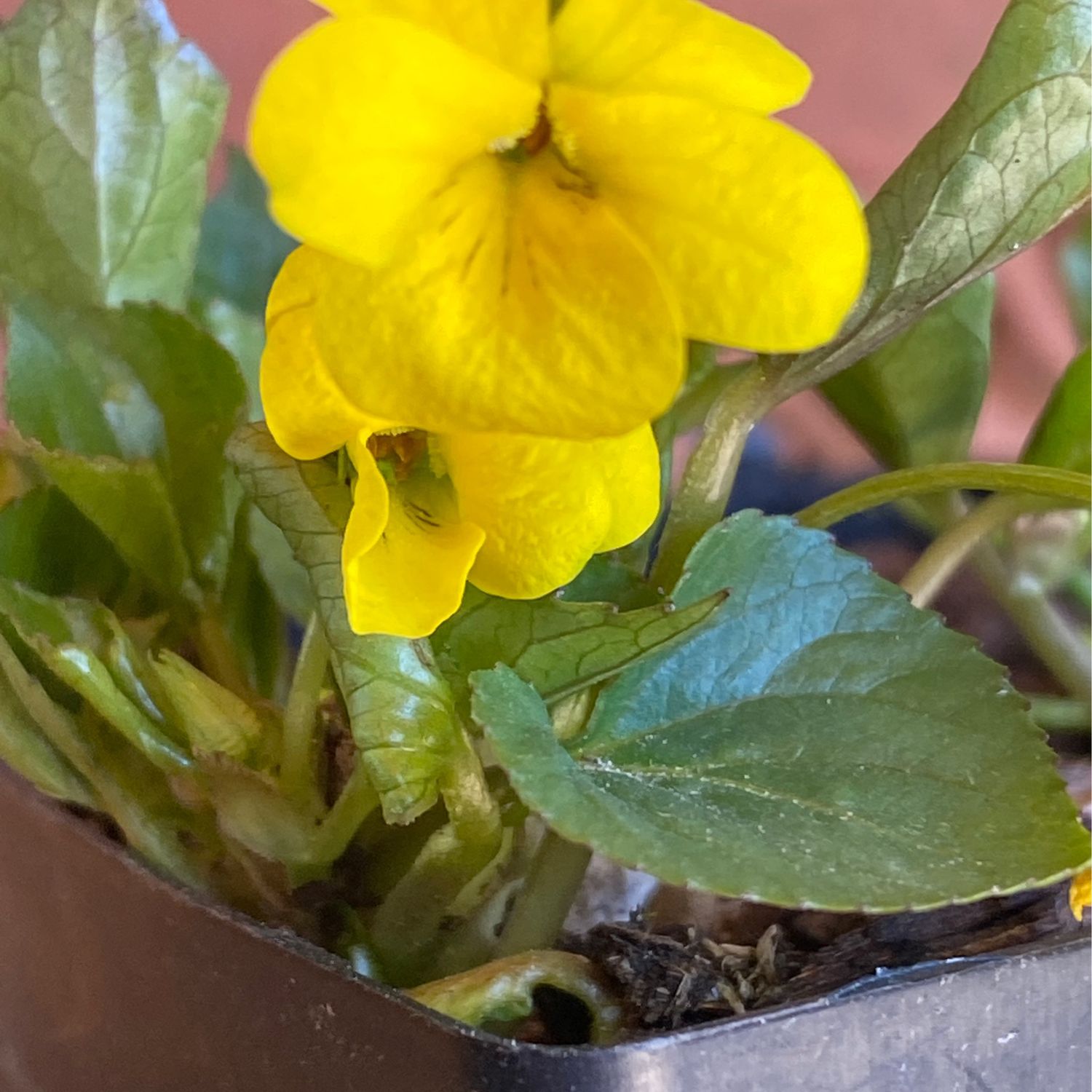Viola glabella - Pioneer Violet, Stream Violet