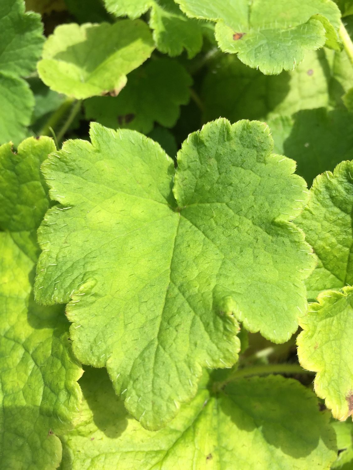 Heuchera chlorantha - Green Flowered Alumroot