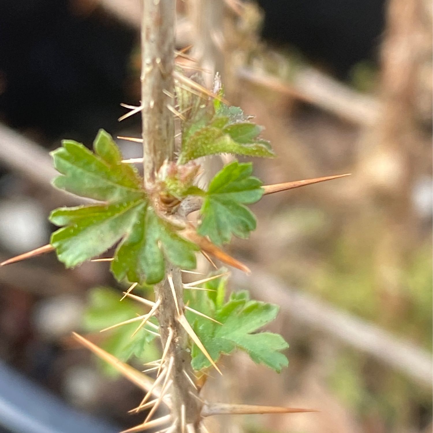 Ribes lacustre - Swamp Currant, or Swamp Gooseberry