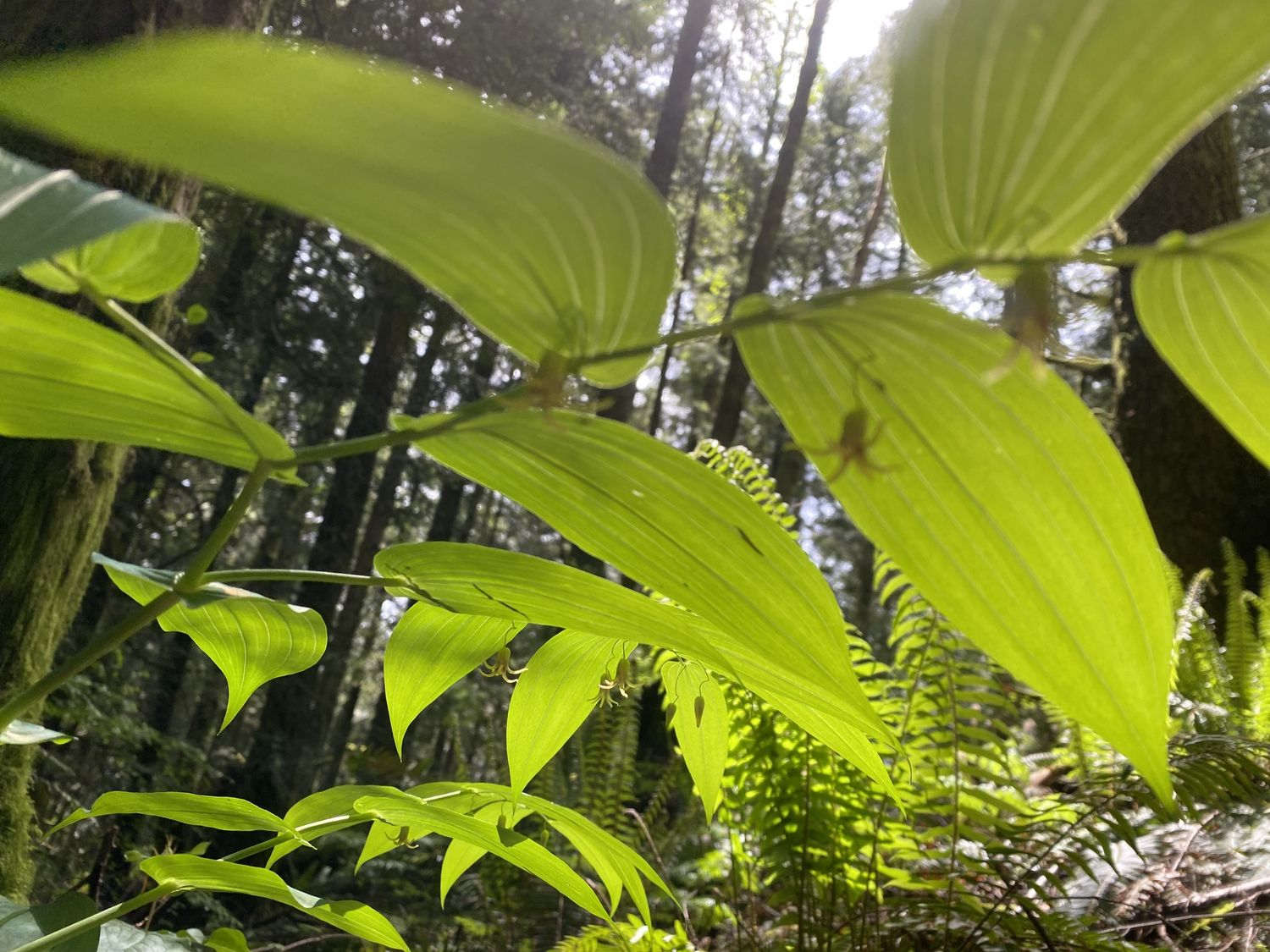 Streptopus amplexifolius - Twisted Stock or Watermellon Berry
