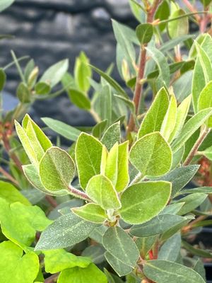 Arctostaphylos pacifica - Pacific Mist Manzanita