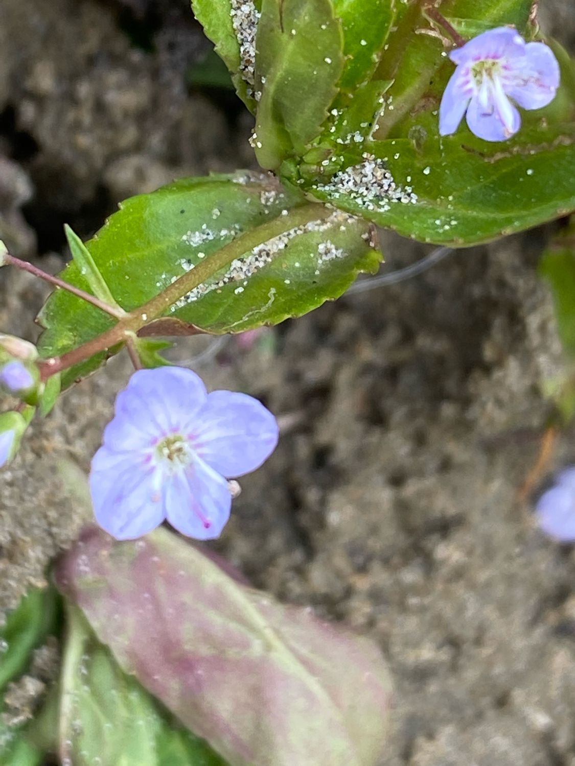 Veronica americana - American Speedwell