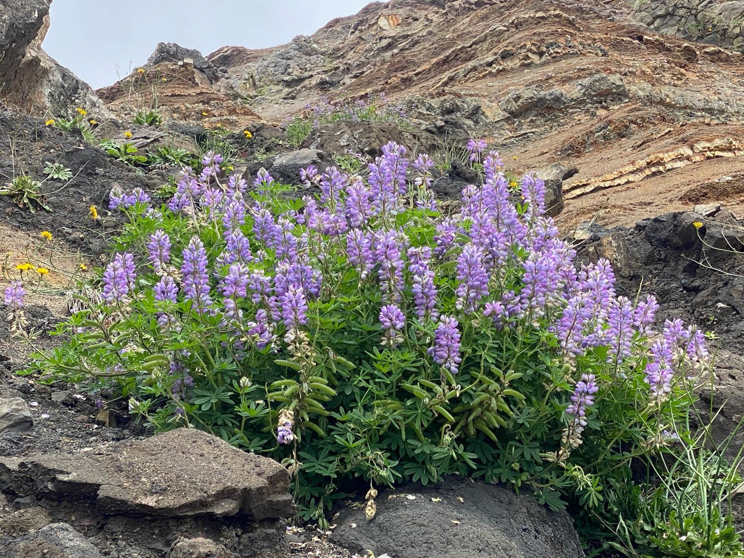 Lupinus littoralis - Seashore Lupine