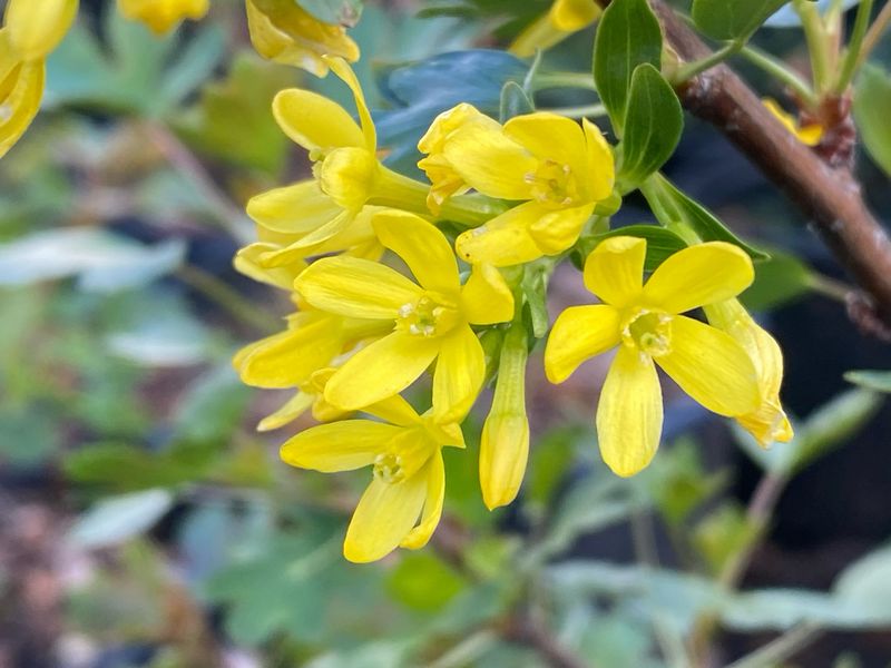 Ribes aureum - Golden Currant