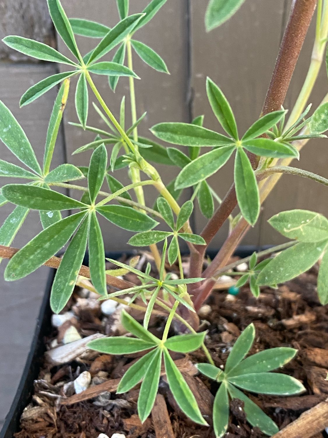 Lupinus albicaulis - Sicklekeel Lupine