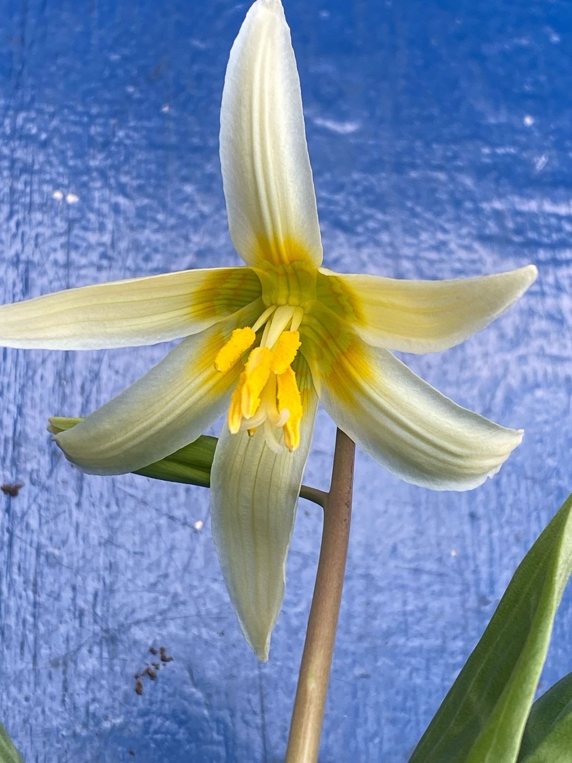 Erythronium oregonum - Giant Fawn Lily