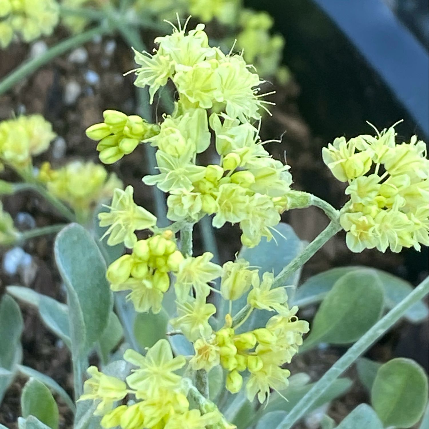 Eriogonum strictum - Strict Buckwheat