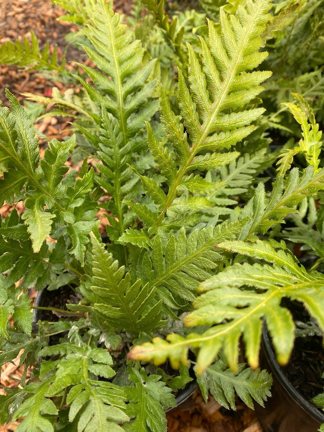 Woodwardia fimbriata - Giant Chain Fern