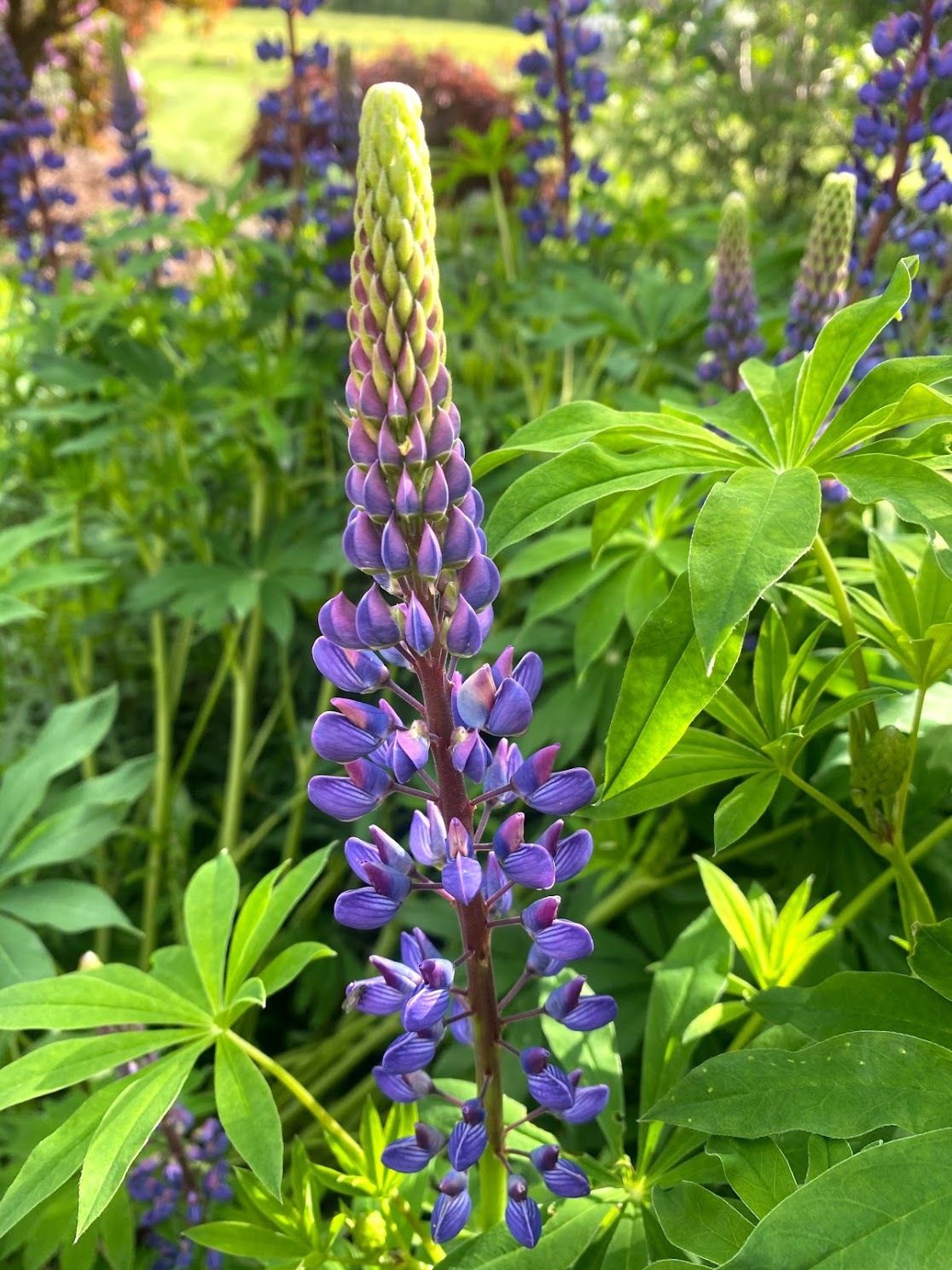 Lupinus polyphyllus - Bigleaf Lupine