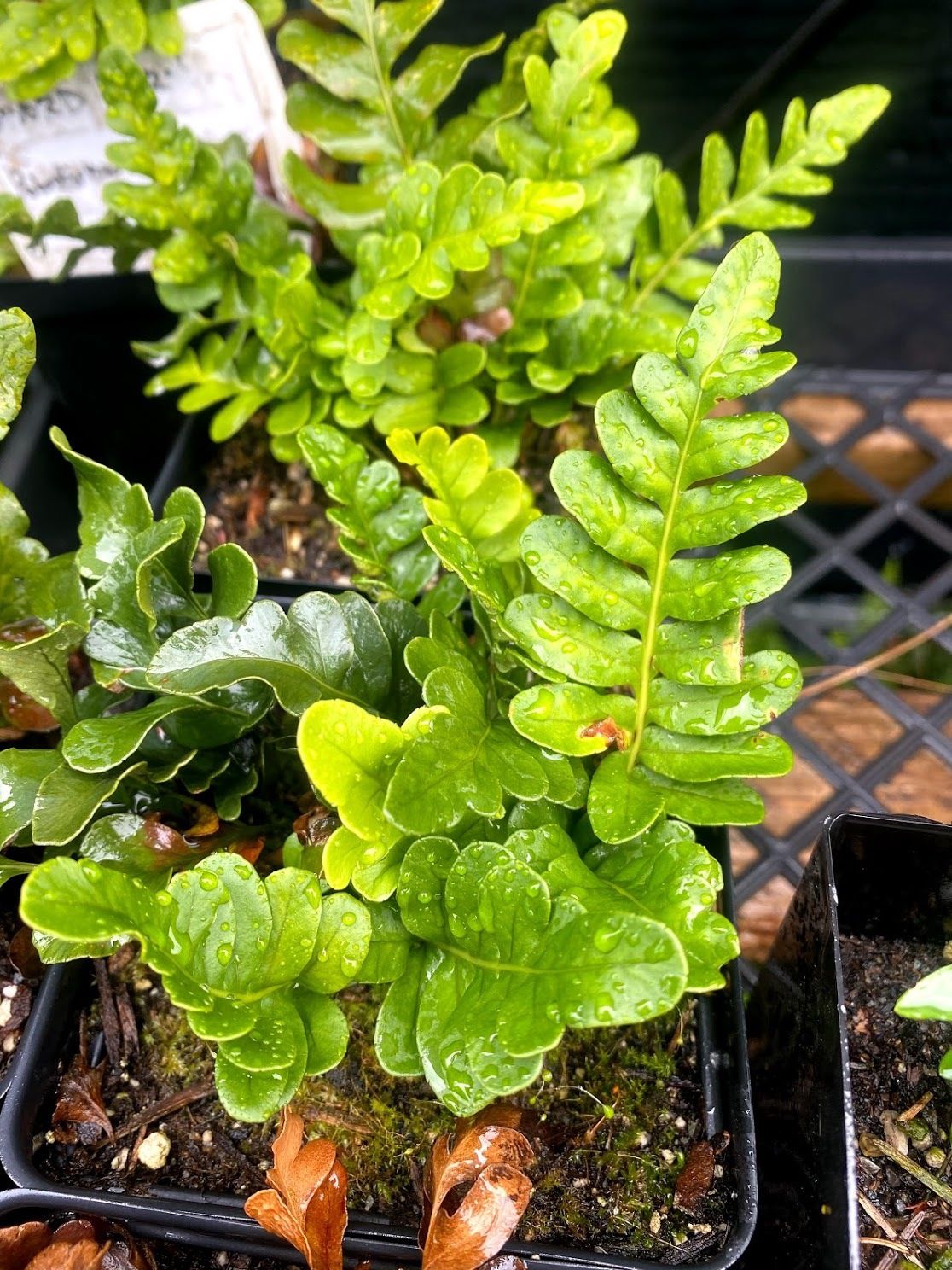 Polypodium scouleri - Leather Leaf Fern