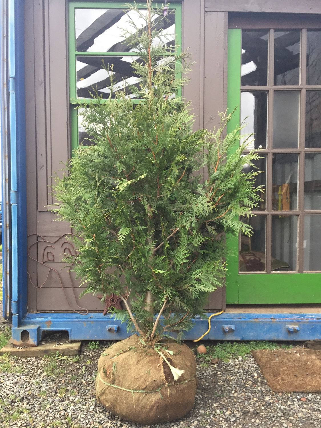 Thuja plicata &#39;Excelsa&#39; - Excelsa Cedar