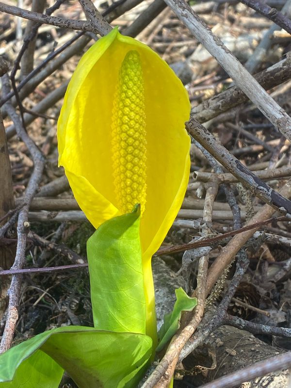 Lysichiton americanus - Skunk Cabbage