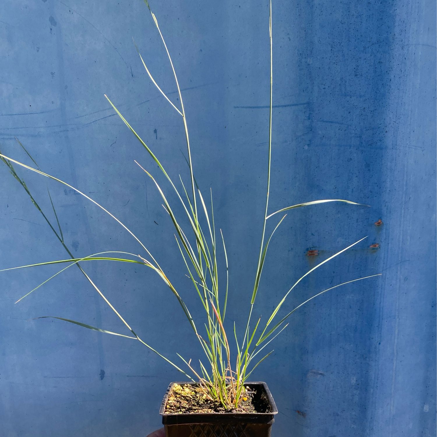 Pseudoroegneria spicata - Bluebunch Wheatgrass