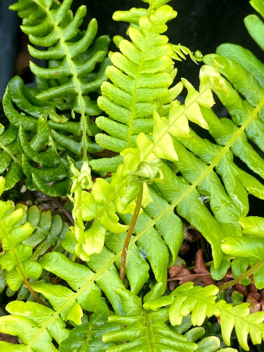 Struthiopteris (Blechnum) spicant - Deer Fern