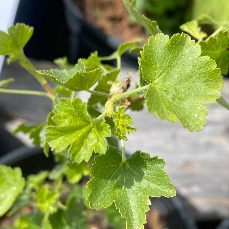 Ribes cereum - Wax Currant