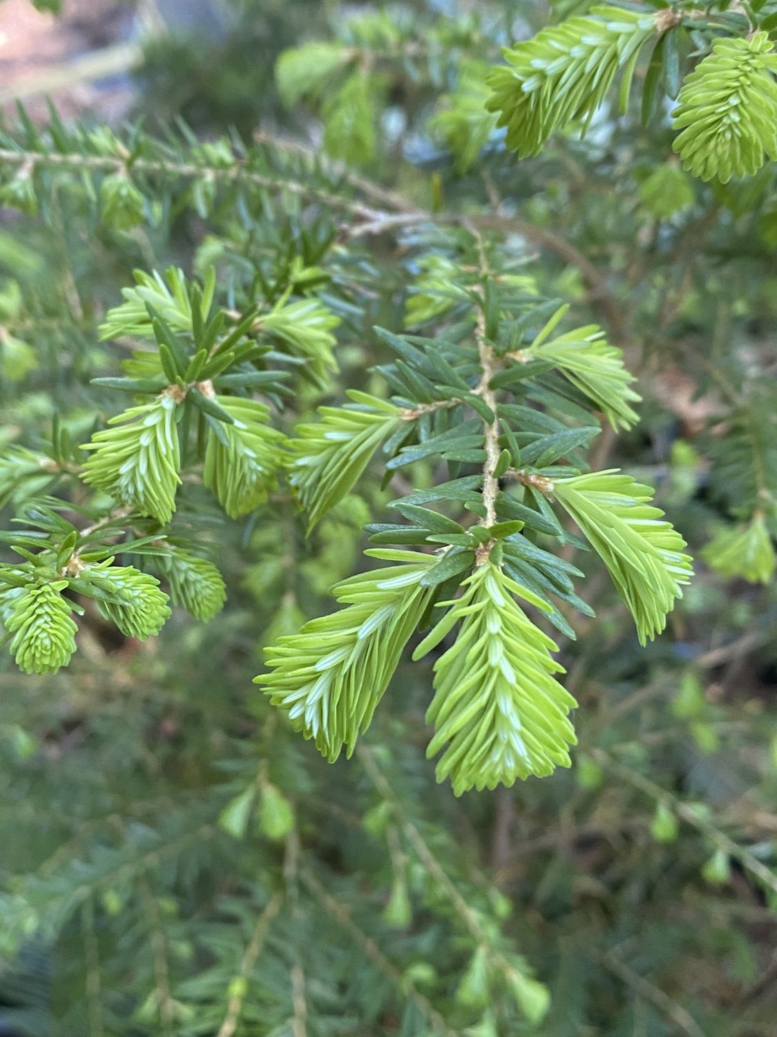 Tsuga heterophylla - Western Hemlock