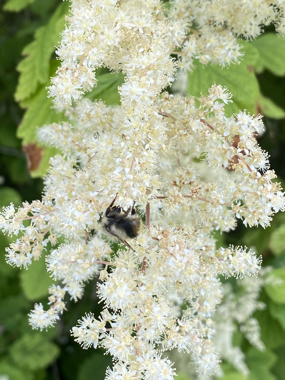 Holodiscus discolor - Oceanspray