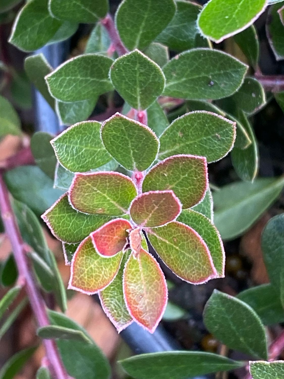 Arctostaphylos x media - Media Manzanita