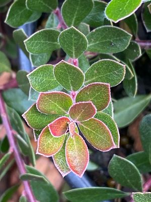 Arctostaphylos x media - Media Manzanita