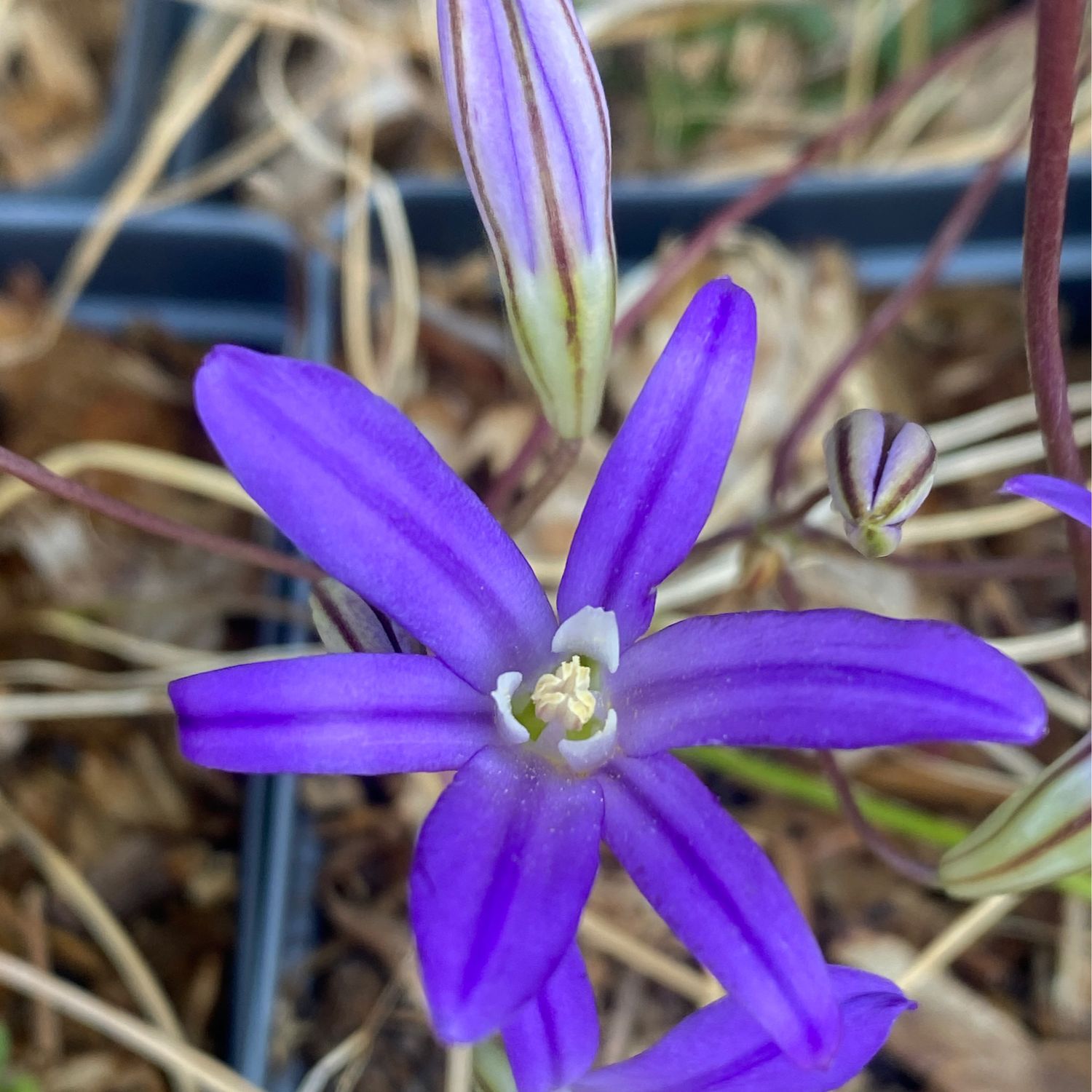Brodiaea elegans - Harvest Brodiaea