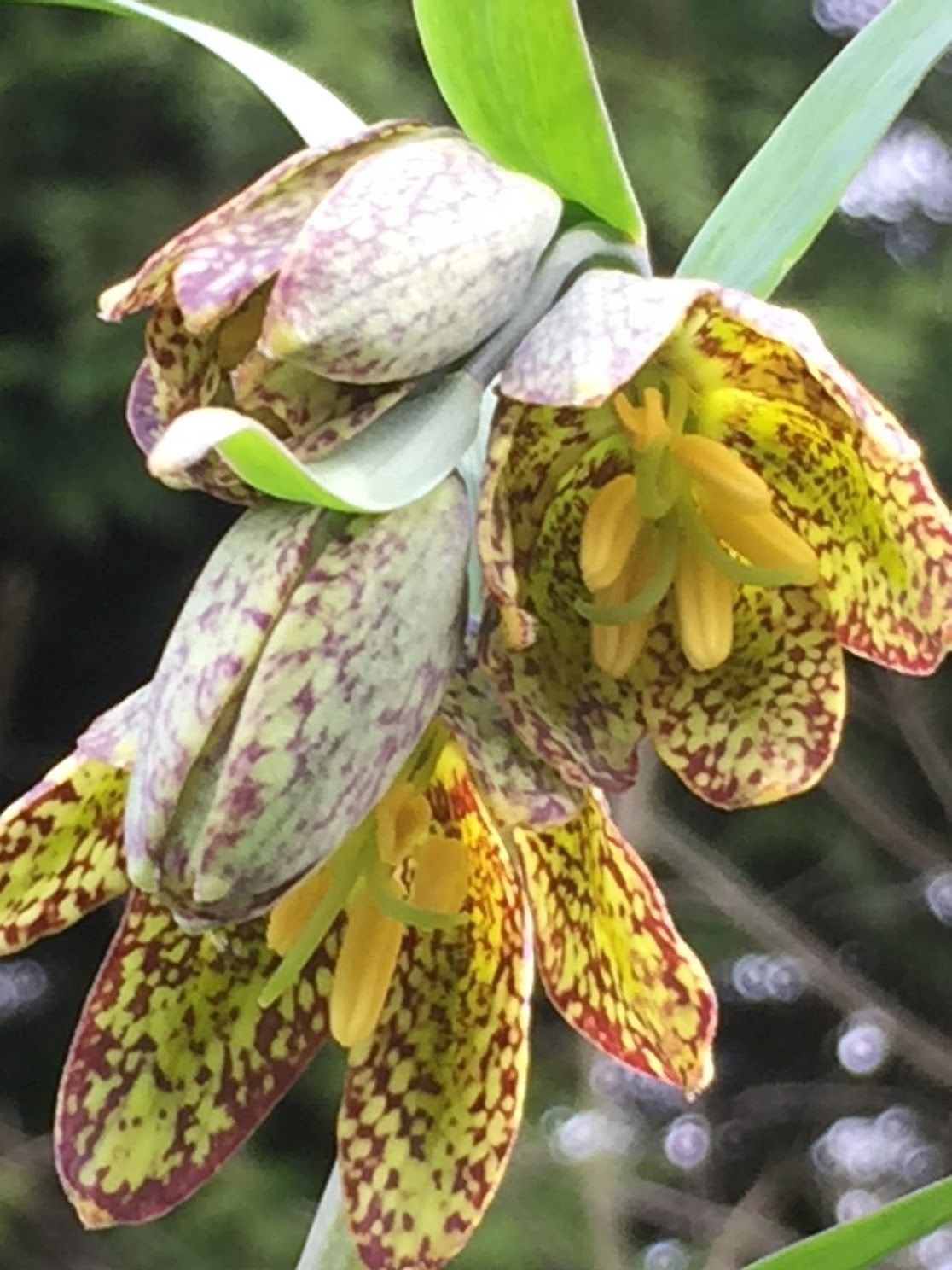 Fritillaria affinis - Chocolate Lily, Checker Lily