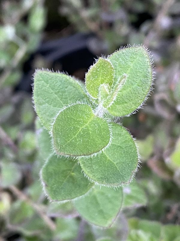 Lonicera hispidula - Hairy, Pink Honeysuckle