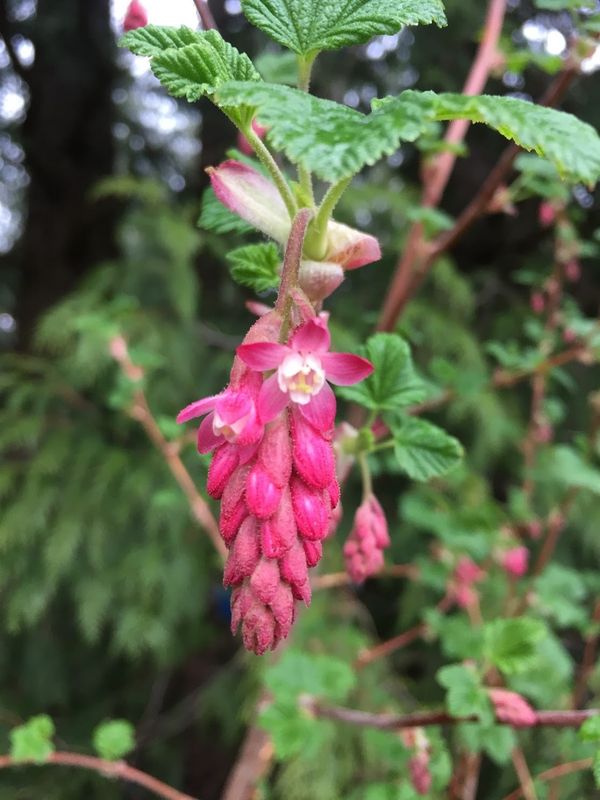 Ribes sanguineum - Red Flowering Currant