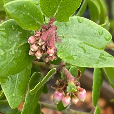 Arctostaphylos &#39;Sunset&#39; - Sunset Manzanita