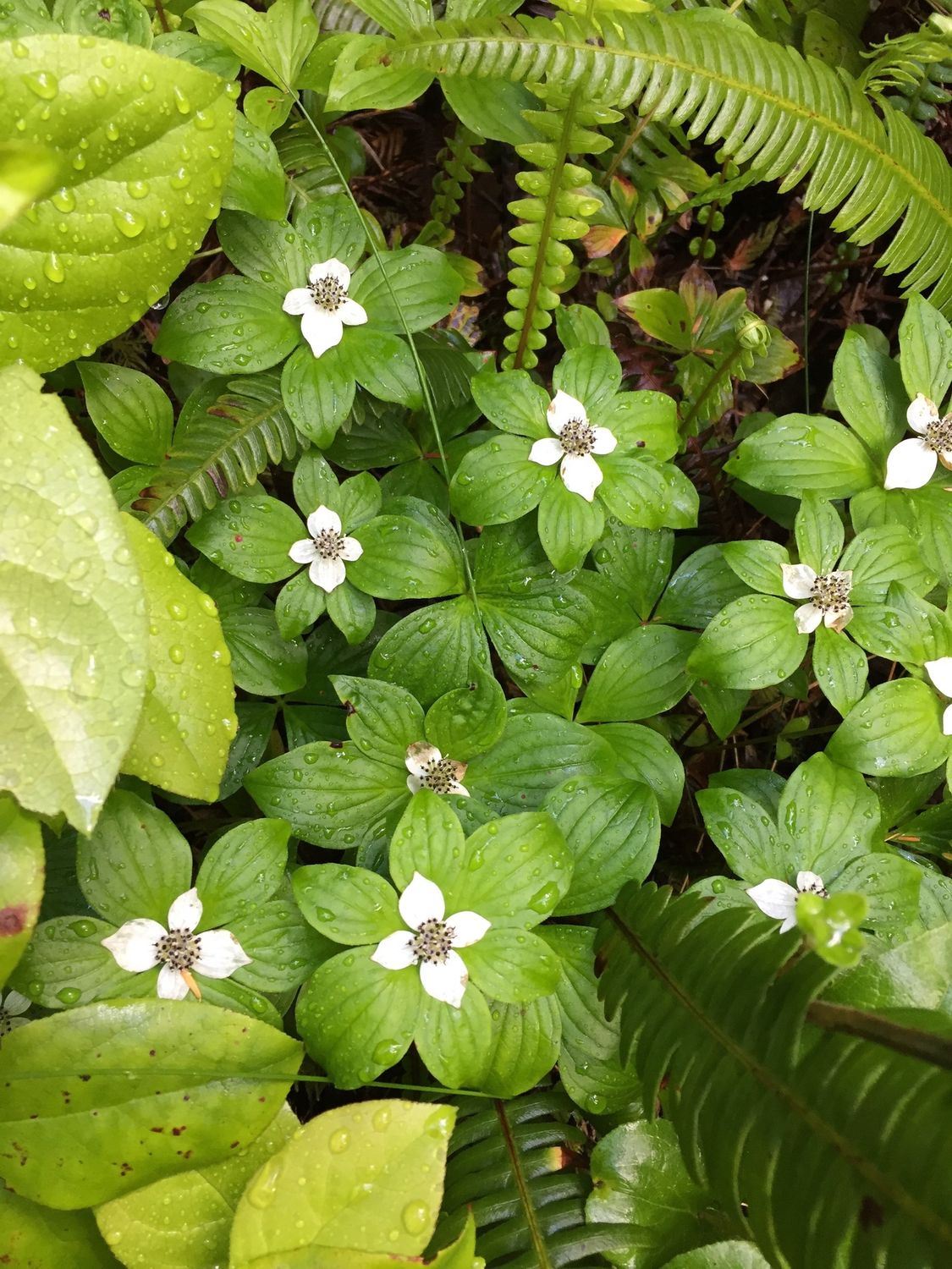 Cornus unalaschkensis - Western Bunchberry Dogwood